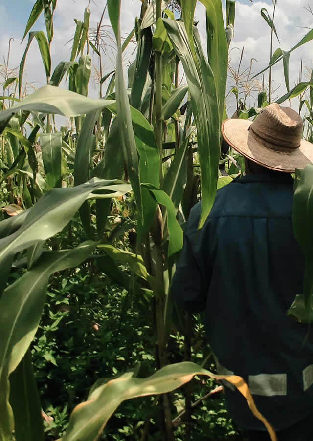 farmer